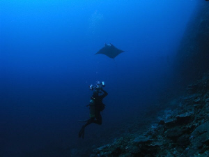Manta flying overhead. Oly C5060 with Inon Wide Dome by Mick Tait 